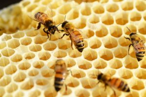 bee_007